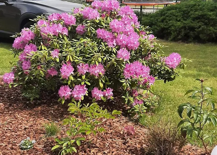 Apartament Pod Dębem Zarnowska